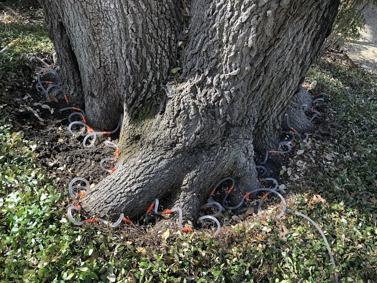 Detailed Tree Cabling and Bracing job site in Wadesville