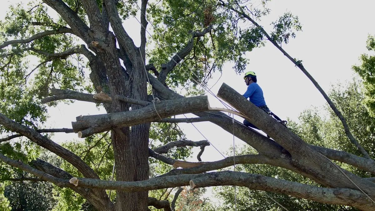 Professional Hazardous Tree Removal performed by certified arborists in Wadesville