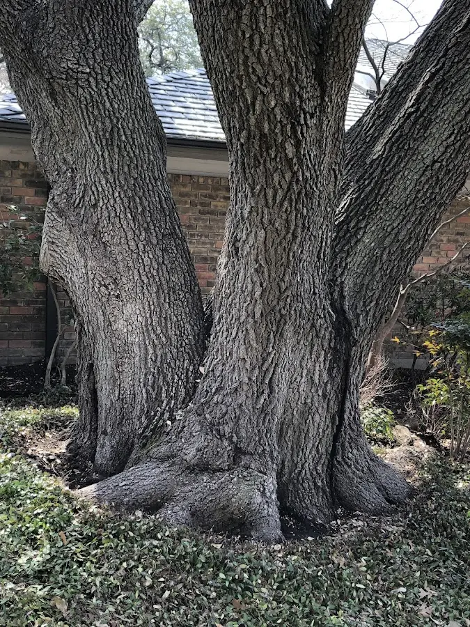 Mature heritage tree close to a Wadesville property cared for by certified arborists